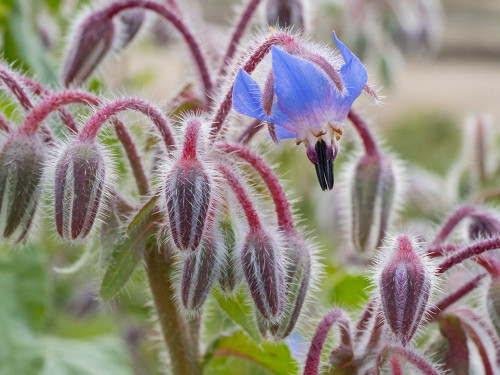 Usa-Washington State. Snoqualmie Valley-backlit Borage close-up Poster Print - Images Merrill