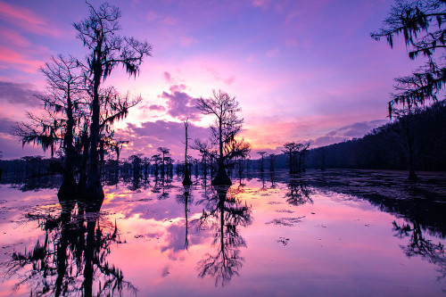 Caddo Lake at sunrise Poster Print - Larry Ditto