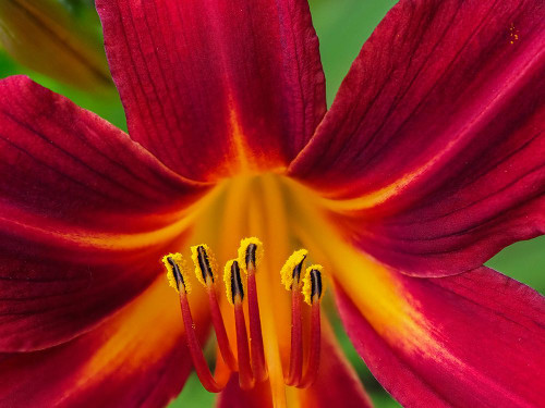 Usa-Washington State-Issaquah. Orange and red daylily flower close-up Poster Print - Images Merrill