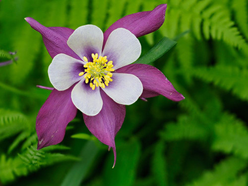 Usa-Washington State. Purple-white and yellow columbine flower in garden Poster Print - Images Merrill