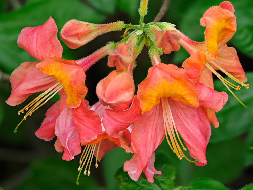 Usa-Washington State-Underwood. Orange flame azalea flower Poster Print - Images Merrill