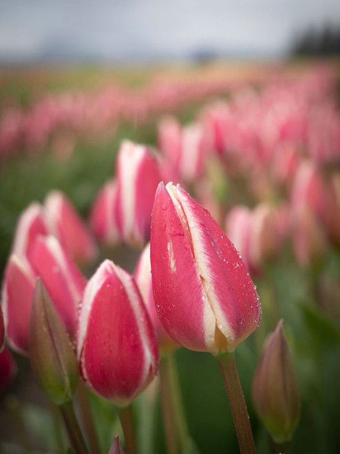 Rows of pink and white tulips in field of farm-Skagit Valley Tulip Festival. Poster Print - Images Merrill