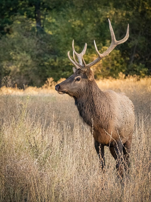 Usa-Washington State-Roslyn. Bull Roosevelt Elk in grass Poster Print - Images Merrill