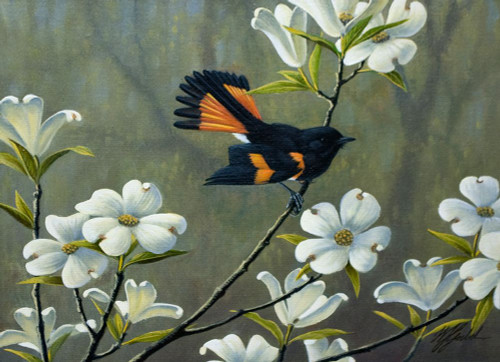 Redstart And Dogwood Poster Print - Wilhelm Goebel
