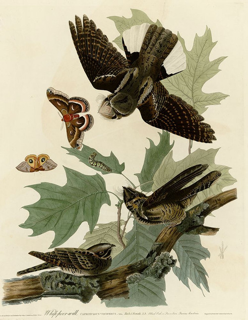 Whipporwill Poster Print - Apple Collection Vintage