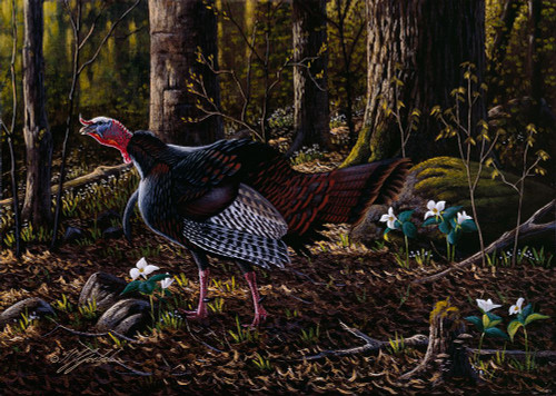 Hillside Gobbler Poster Print - Wilhelm Goebel