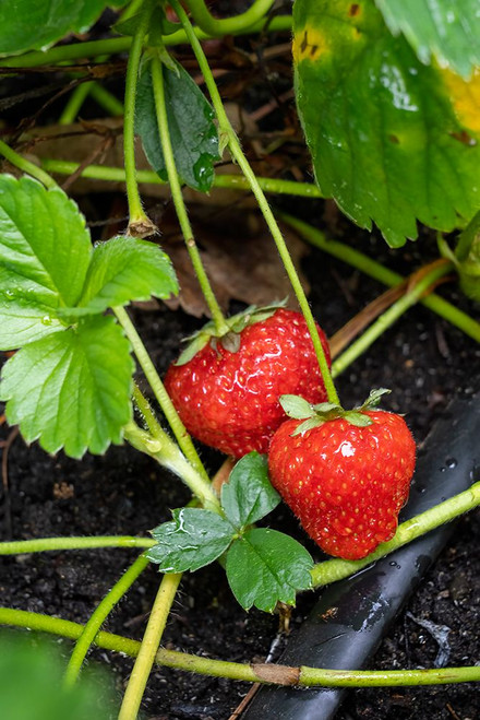 Issaquah- Washington State- USA. Ripe strawberries ready to harvest Poster Print - Janet Horton