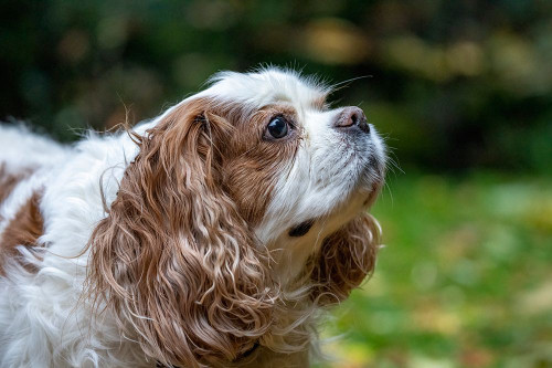 Issaquah- Washington State- USA. Elderly Cavalier King Charles Spaniel sniffing the air. Poster Print - Janet Horton