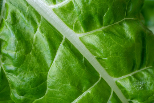 Issaquah- Washington State- USA. Close-up of Fordhook giant Swiss chard leaf Poster Print - Janet Horton
