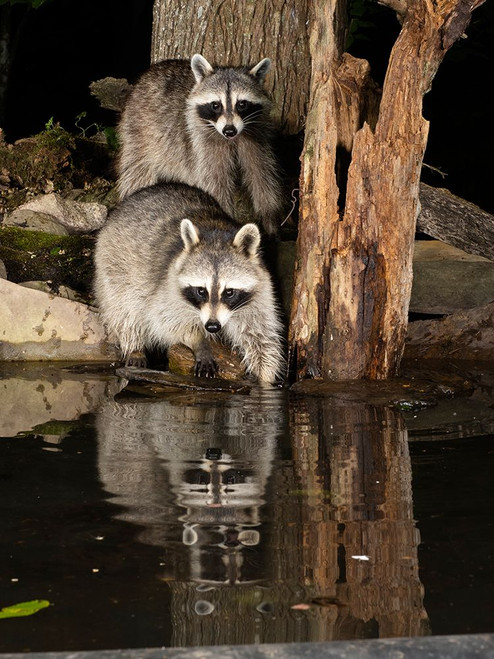 Raccoon- Pennsylvania- USA Poster Print - Joe and McDonald