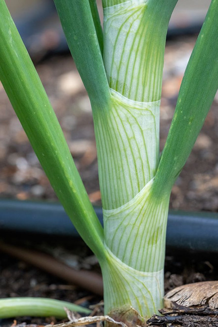 Issaquah- Washington State- USA. Close-up of an onion stalk Poster Print - Janet Horton