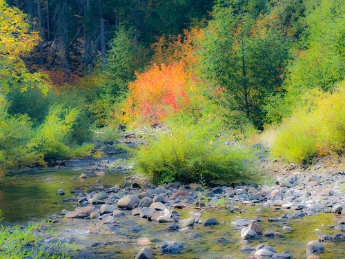 USA-Washington State-Kittitas County. Small creek surrounded by vine maples in the fall. Poster Print - Julie Eggers