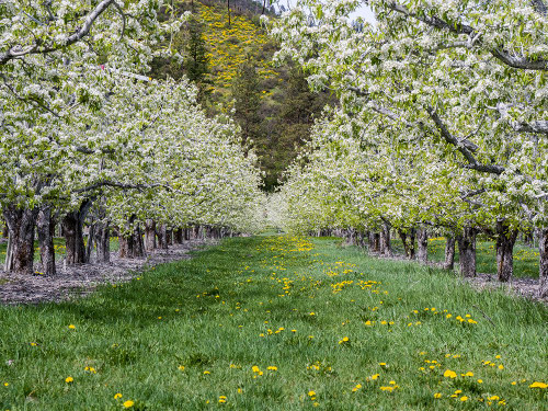 USA-Washington State-Chelan County. Orchard and rows of fruit trees in bloom in spring. Poster Print - Julie Eggers
