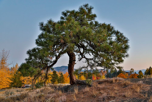 USA- Washington State- Winthrop- Sun Mountain and lone pine tree Poster Print - Darrell Gulin