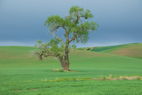 USA- Washington State- Whitman County- Palouse. Solitary tree. Poster Print - Emily M. Wilson