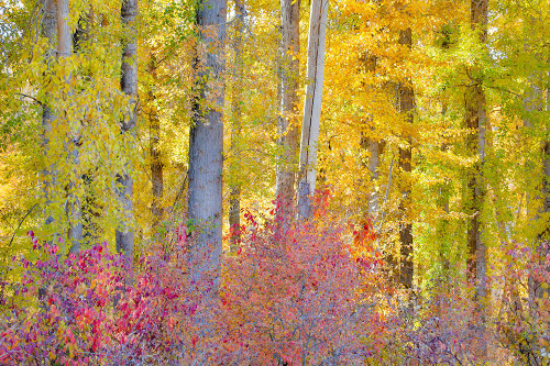 USA- Washington State. Cottonwoods and wild Dogwood trees in fall color near Winthrop Poster Print - Darrell Gulin