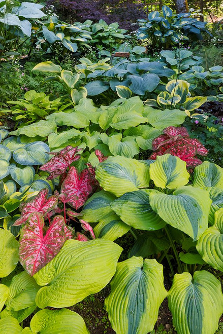 USA- Washington State- Sammamish. shade garden with Caladiums- Hosta. Poster Print - Darrell Gulin