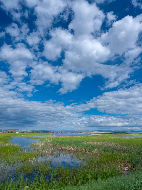 Malheur National Wildlife Refuge Poster Print - Betty Sederquist