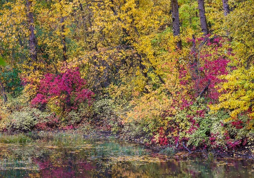 USA- Washington State- small pond near Easton surrounded by fall colored trees Poster Print - Darrell Gulin