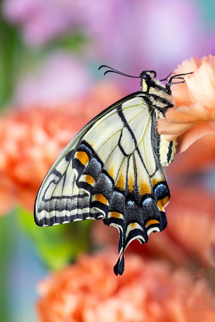 USA- Washington State- Sammamish. Eastern tiger swallowtail butterfly resting on orange carnation Poster Print - Darrell Gulin