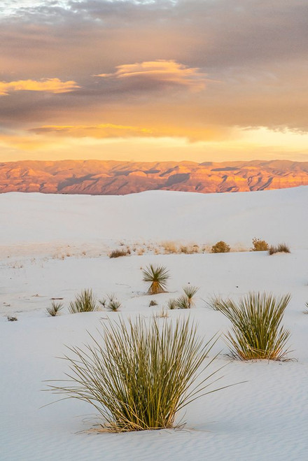 USA- New Mexico- White Sands National Monument. Clouds over sand dunes and yucca cactus. Poster Print - Gallery Jaynes