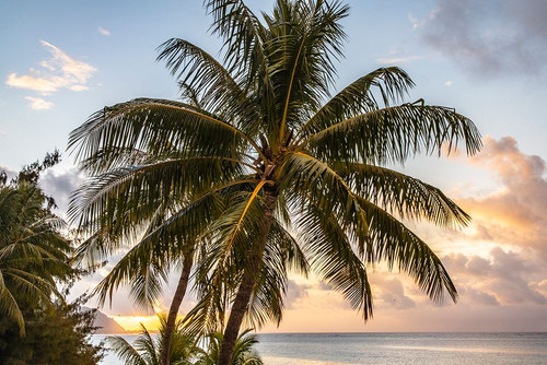 French Polynesia- Moorea. Sunset on island and ocean. Poster Print - Gallery Jaynes