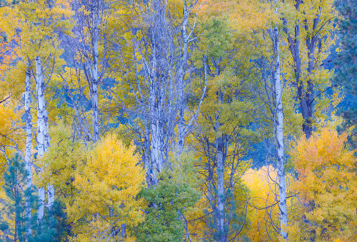 USA- Washington State. Aspens in fall color near Winthrop Poster Print - Darrell Gulin