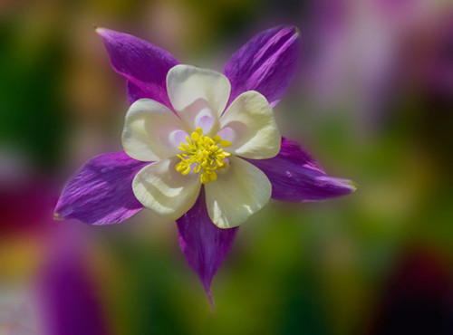 USA- Washington State- Sammamish. Garden with colorful columbine flower Poster Print - Darrell Gulin