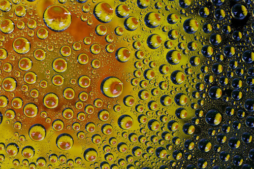 USA- Washington State- Sammamish. Yellow Daisy reflections in dew drops Poster Print - Darrell Gulin