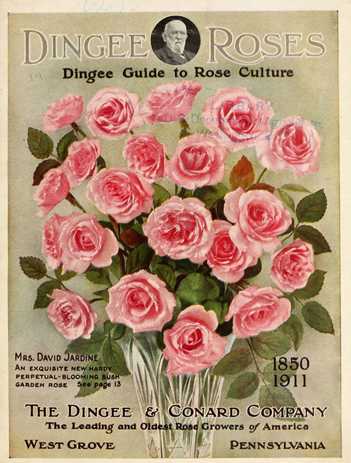 dingee_pinkroses Poster Print - Apple Collection Vintage
