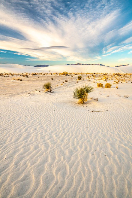 USA- New Mexico- White Sands National Monument. Yucca in white sand. Poster Print - Gallery Jaynes