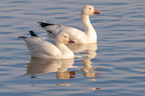 USA- New Mexico- Bosque Del Apache National Wildlife Refuge. Snow geese in water. Poster Print - Gallery Jaynes