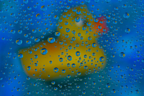 USA- Washington State- Sammamish. Yellow rubber duck in reflections in dew drops Poster Print - Darrell Gulin