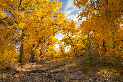 USA- New Mexico- Sandoval County. Cottonwood trees in autumn. Poster Print - Gallery Jaynes