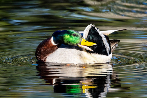 USA- Washington State- Sammamish. preening Mallard Drake duck Yellow lake Poster Print - Darrell Gulin