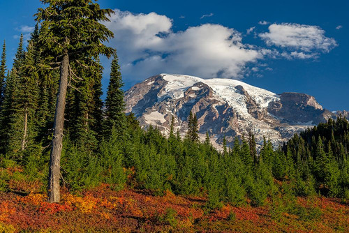 Autumn color at Paradise Meadows in Mount Rainier National Park-Washington State-USA Poster Print - Chuck Haney