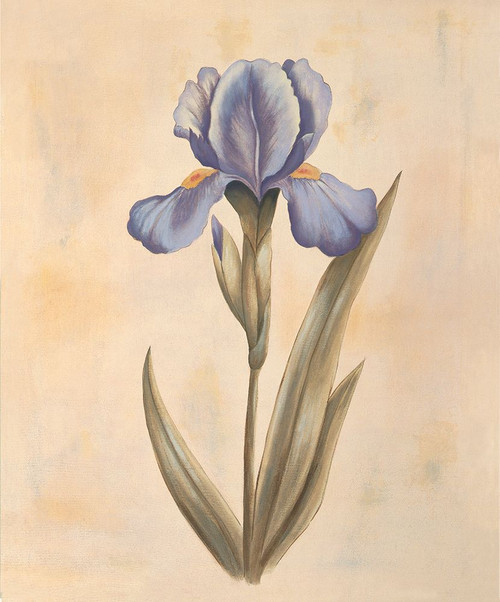 Iris Poster Print - Virginia Huntington