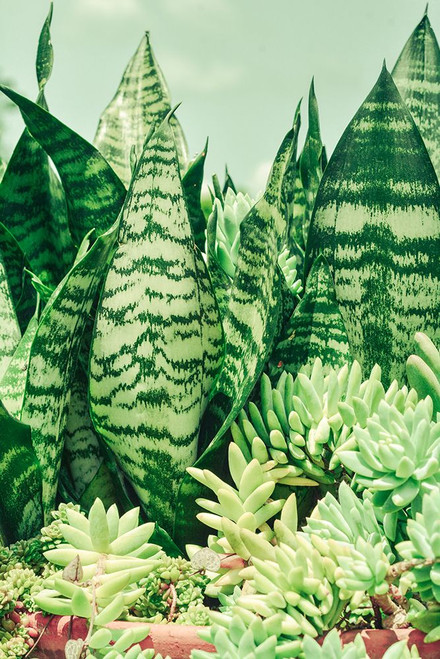 Spring Forward Poster Print - Olivia Joy