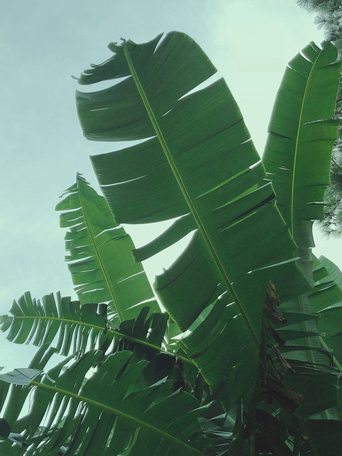 Banana Leaves Poster Print - Olivia Joy