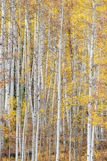 Leaves and tree trunks create an aspen wall of texture-Colorado-USA. Poster Print - Betty Sederquist