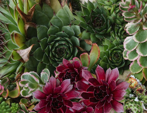 Succulent Garden Poster Print - Tina Lavoie