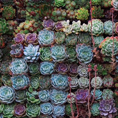 A Gathering Of Succulents 2 Poster Print - Tina Lavoie