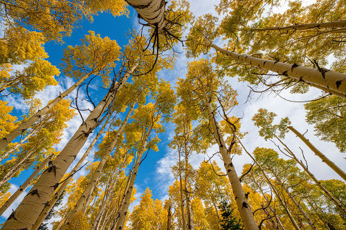 Aspen grove in fall-in the Rockies-Colorado-USA. Poster Print - Betty Sederquist