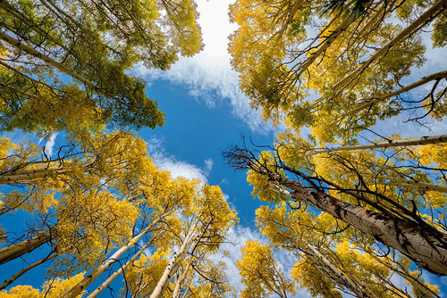Aspen forest provides a piece of heaven-Colorado-Walden-USA. Poster Print - Betty Sederquist