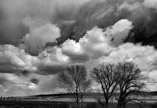 Winter cottonwoods reach for the sky along 395 in the Antelope Valley. Poster Print - Betty Sederquist