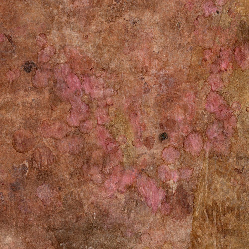 Sugared and Bronzed-2-7L Poster Print - Melissa Renee