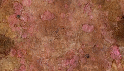 Sugared and Bronzed-2-9L Poster Print - Melissa Renee Sugared and Bronzed-2-9L Poster Print - Melissa Renee