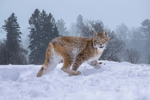 USA- Montana. Captive bobcat in snow. Poster Print - Gallery Jaynes