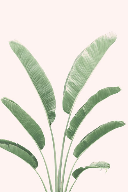 Banana Leaves Blush Poster Print - and Seb Sisi
