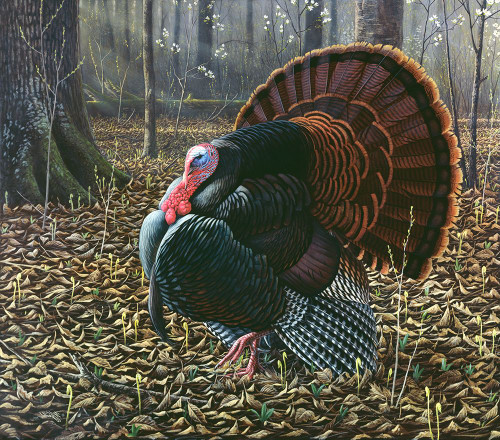 The King Of Spring - Wild Turkey Poster Print - Wilhelm Goebel